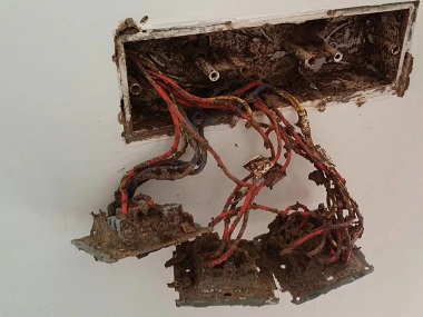 顺德白蚁防控所——白蚁能吃钢筋水泥吗？